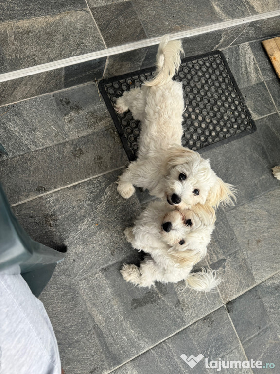 Bichon Maltez rasa pura
