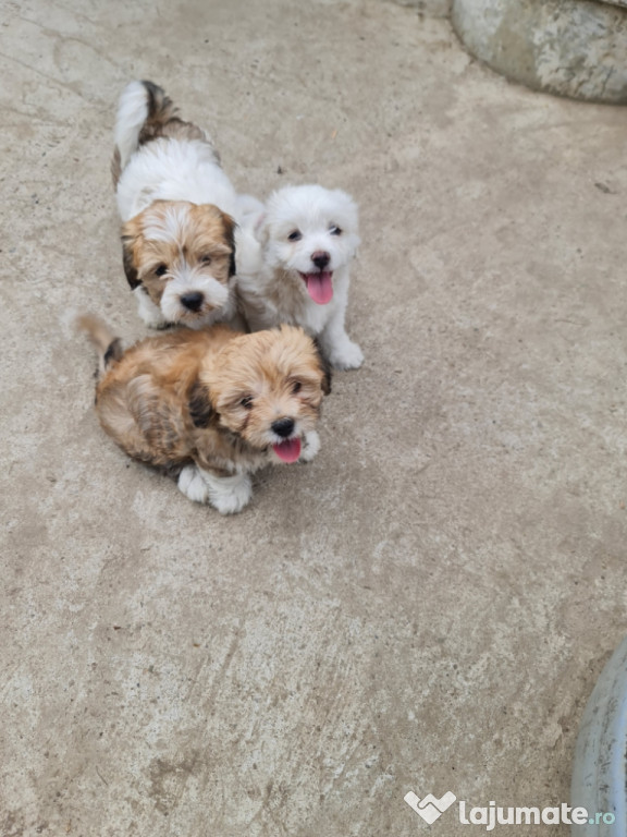 Pui bichon havanez