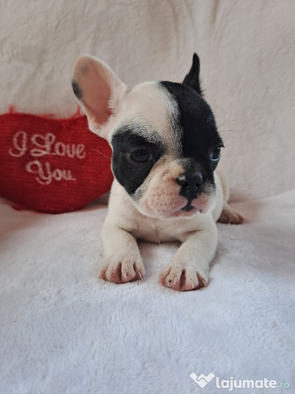 Pui bulldog francez