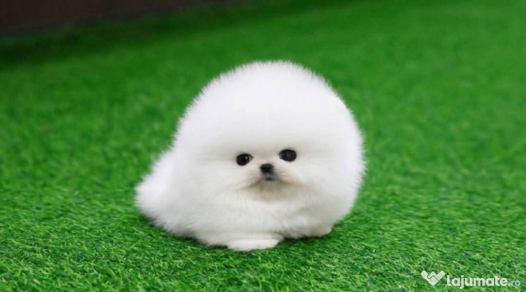 Pomeranian puppy boo talie mica