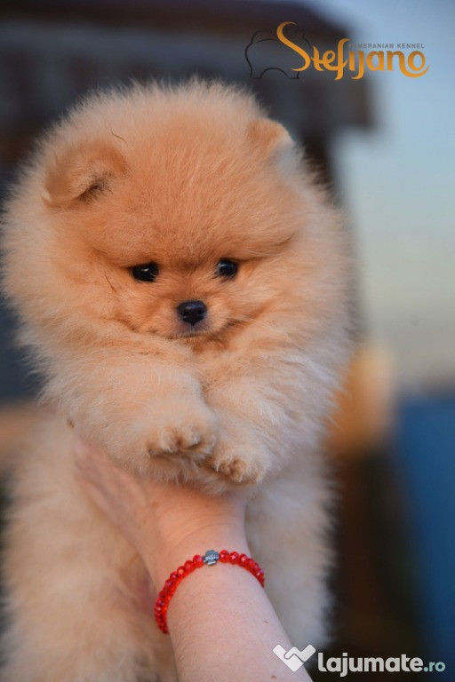 Pomeranian BOO cățeluși