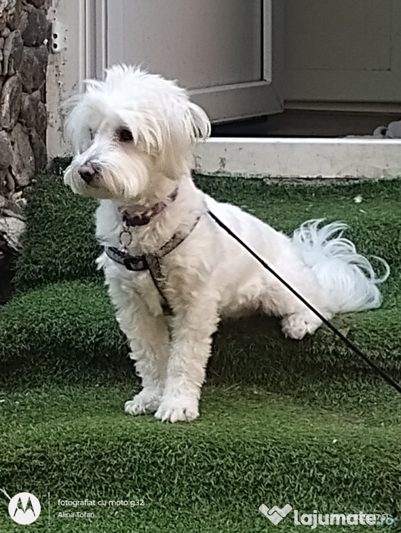 Bichon Maltese 2 ani