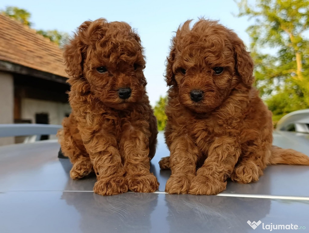 Pui Toy Pudel Roșu – Pui Frumoși de Vânzare