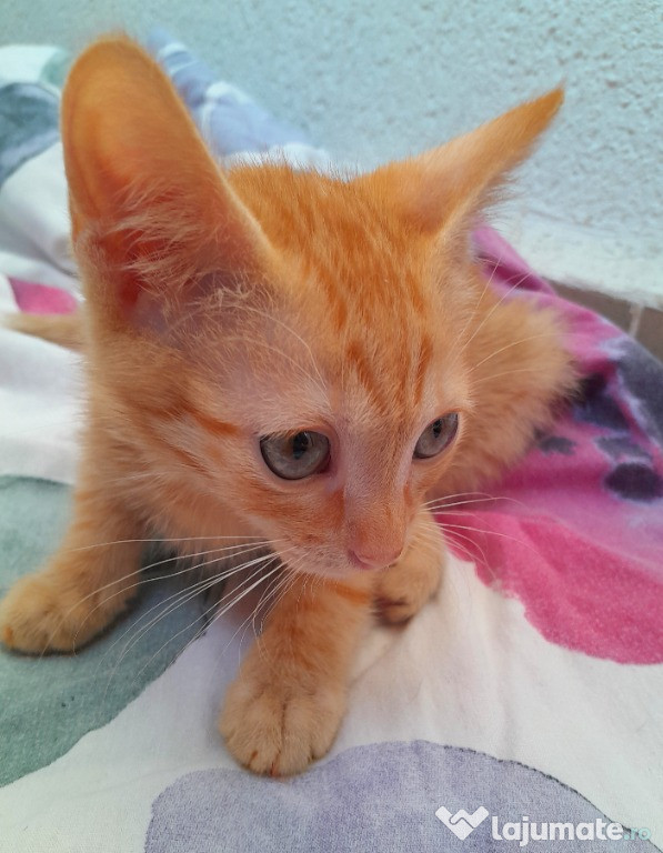 Adoptie pui de pisica roscat
