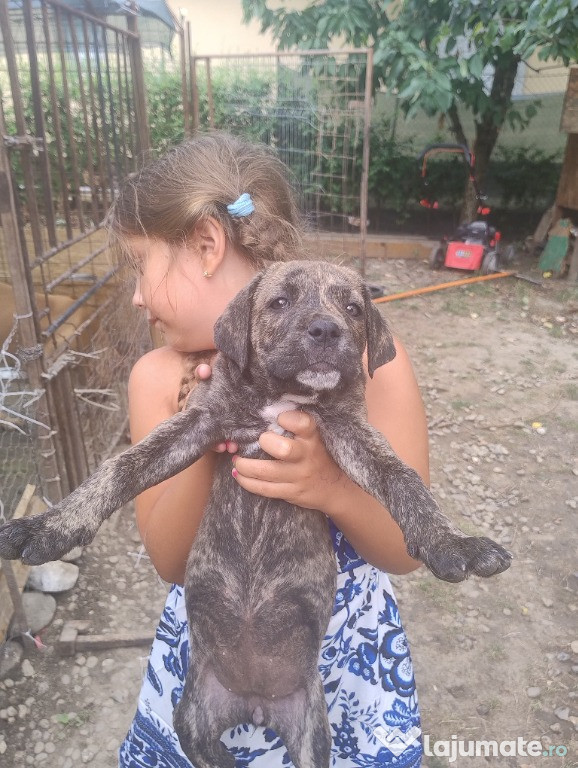 Puiuti Cane Corso