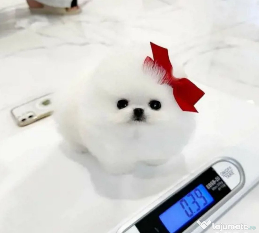 Pomeranian mini toy