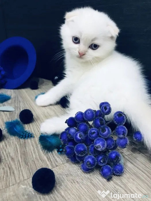 Pisicuță albă ca zăpada, Scottish Fold Shorthair, Pedigree