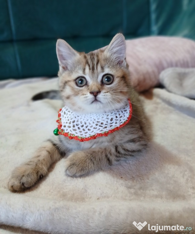 Fetiță SFS golden tabby