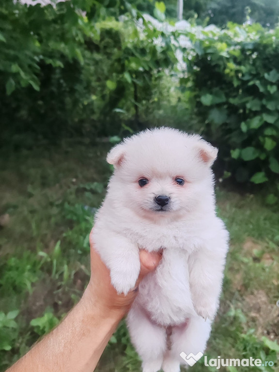 Pomeranian - ursuleț în miniatură