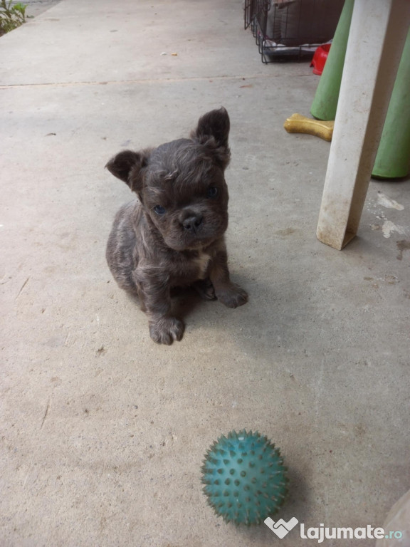 Bulldog francez mascul de 8 saptamani este foarte jucăuș și ascultator