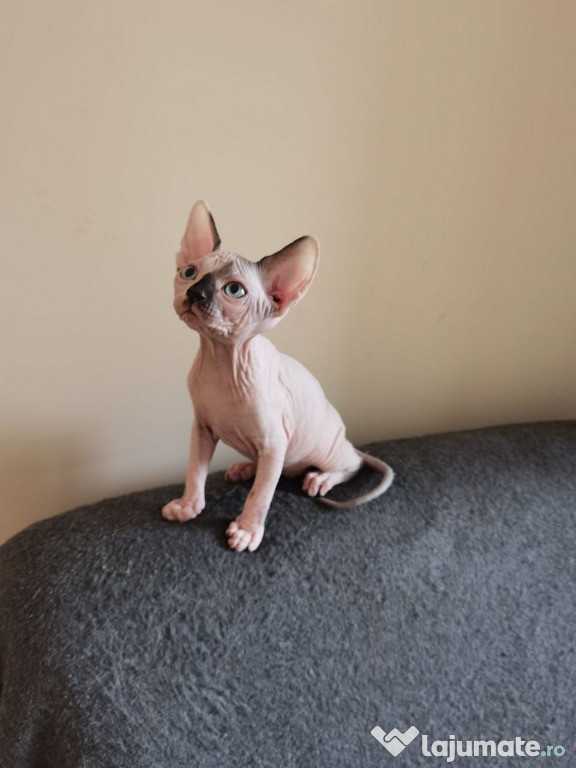 Pui Sphynx Sphinx Sfinx Canadian disponibil