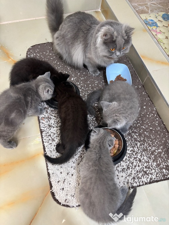 British shorthair Piatra Neamț