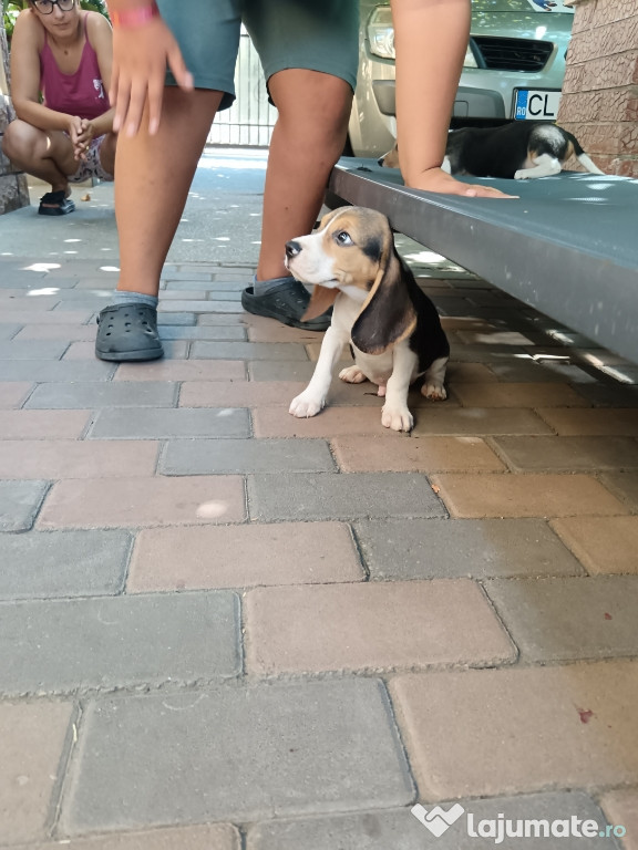 Pui Beagle tricolor