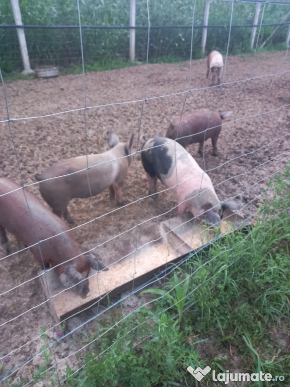 Porci de vanzare