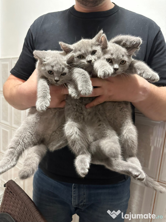 Vand pisici British shorthair