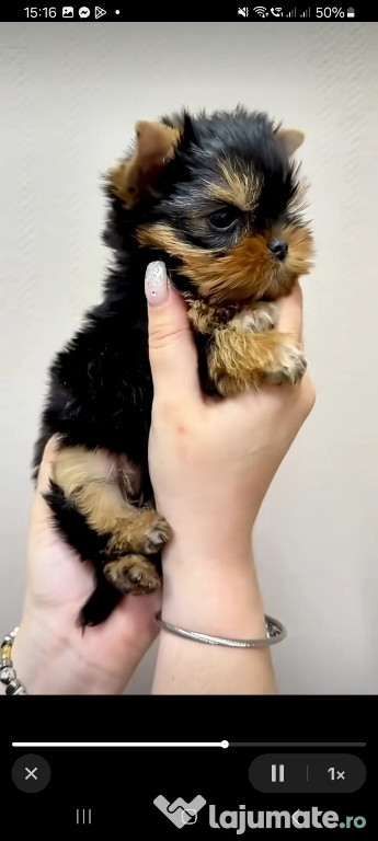Yorkshire terrier