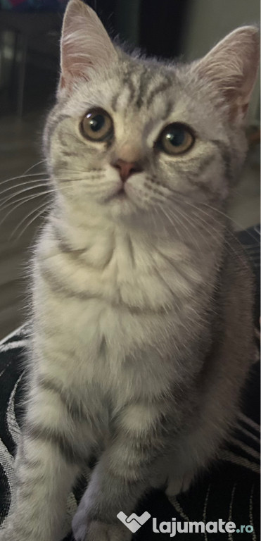 Pusicuță british shorthair