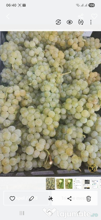 Vand struguri de vin productie 2025