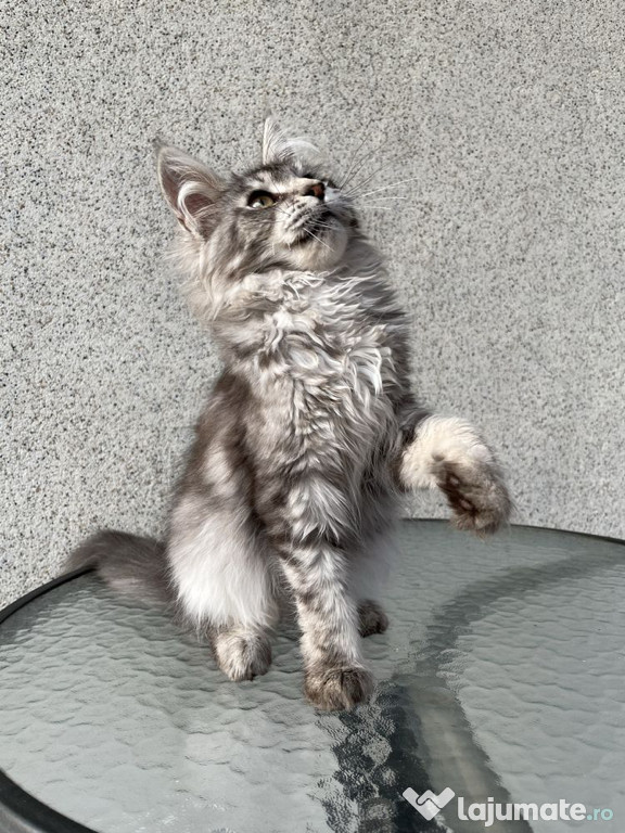 Maine coon pui superbi