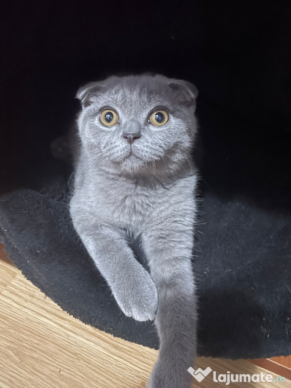 Motanel Scottish fold