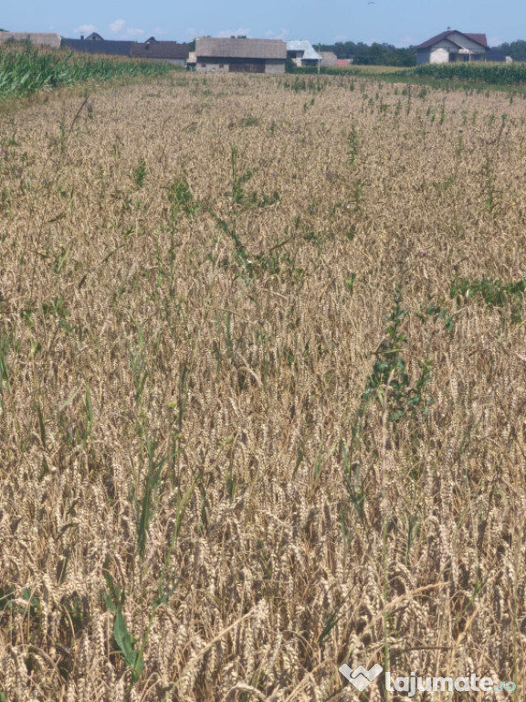 Teren intravilan, 10000mp, zona Maneuti, Radauti