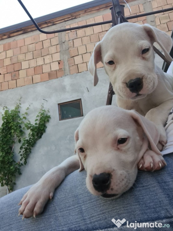 Dogo Argentino – Pui Frumoși