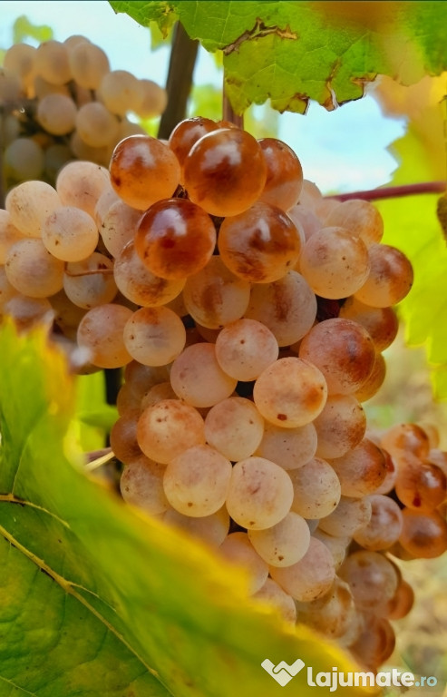 Vând struguri de vin productie 2025