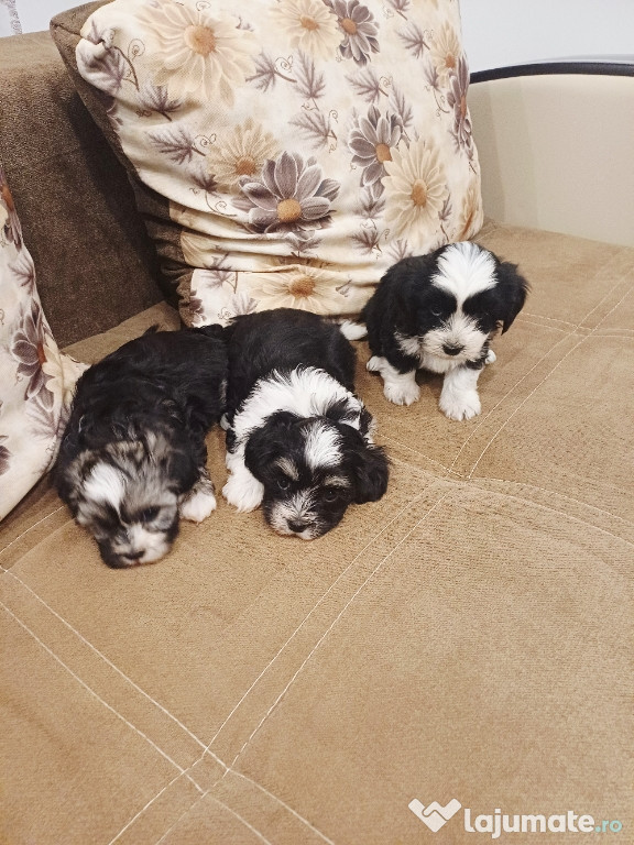 Bichon havanez,talie mica