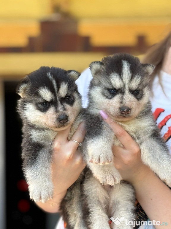 Husky Siberian pui