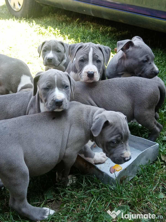 Căței Amstaff blue cu alb