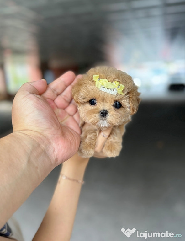 Maltippo mini toy
