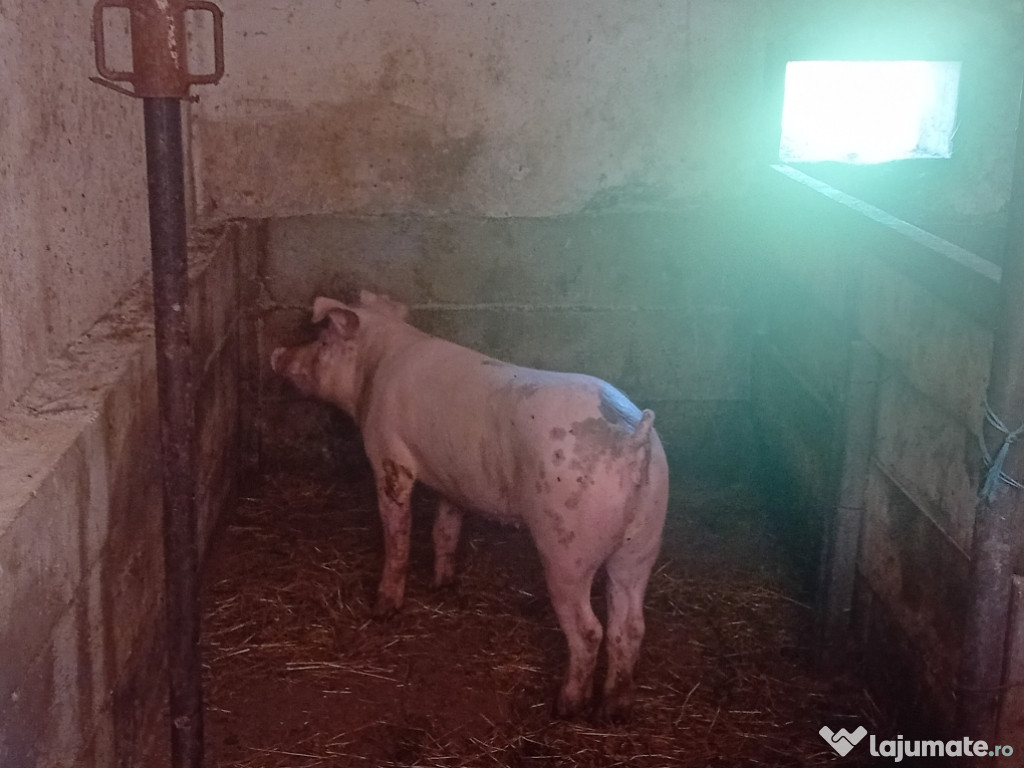 Vand purcica 70kg