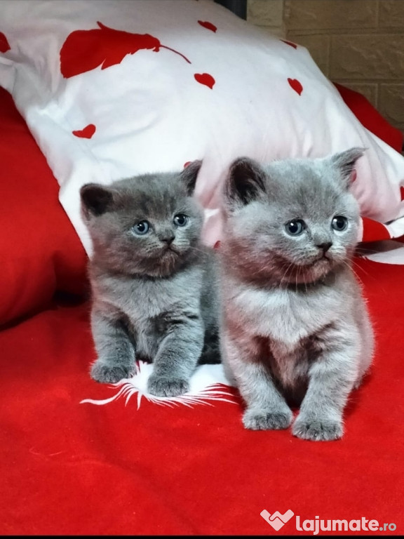 Pisici British Shorthair
