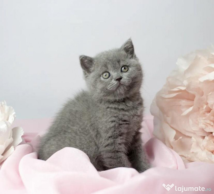 British shorthair pui superbi