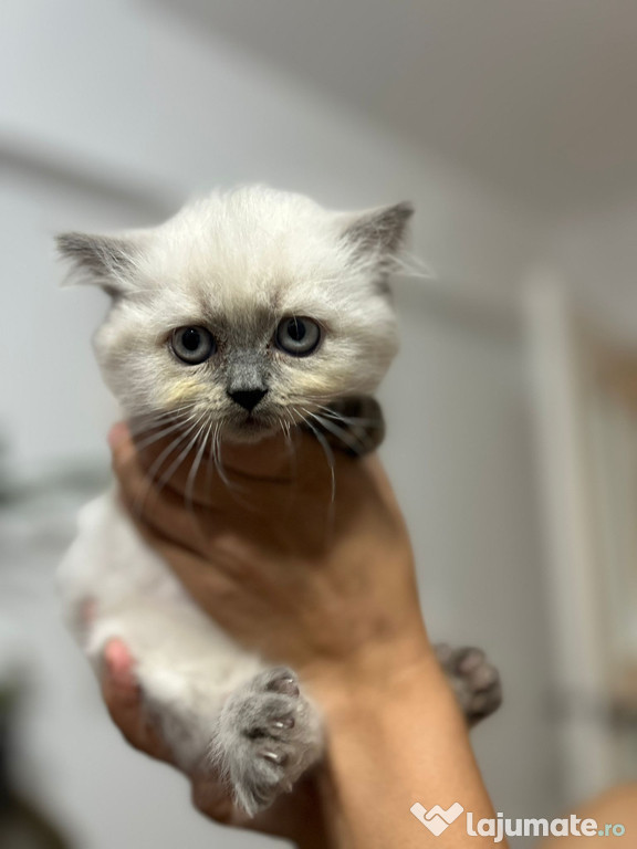 British shorthair