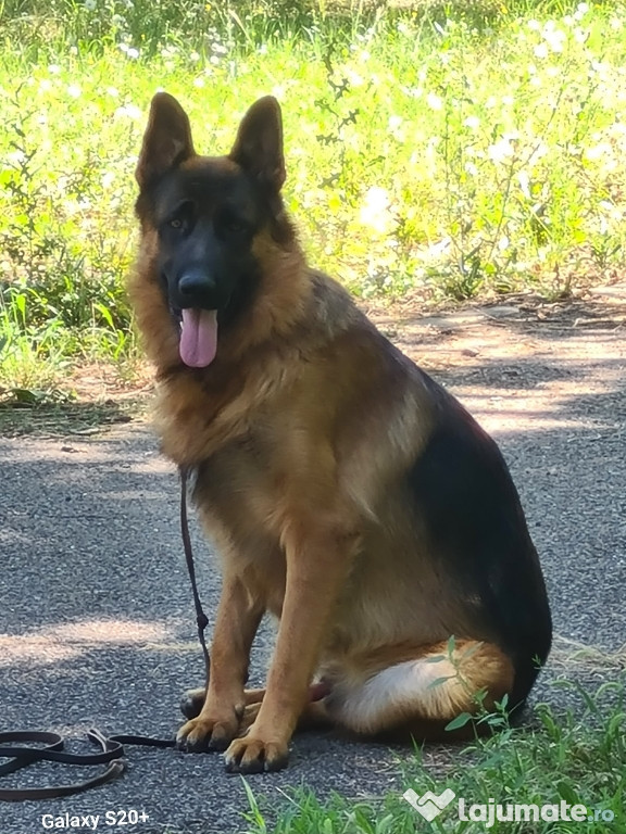 Ciobanesc german