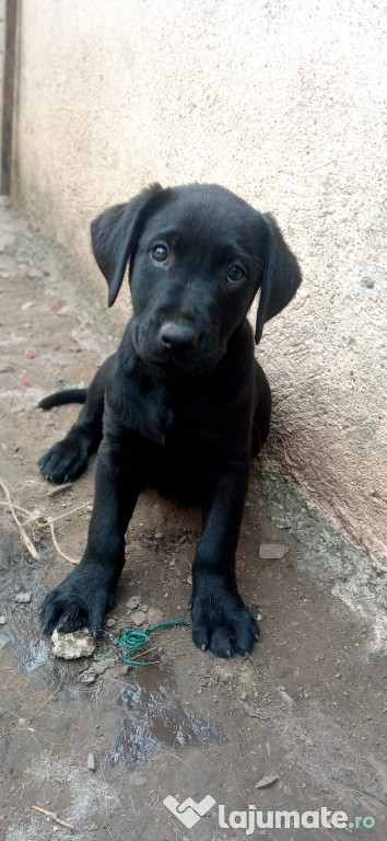 Puiuț labrador retriever negru.