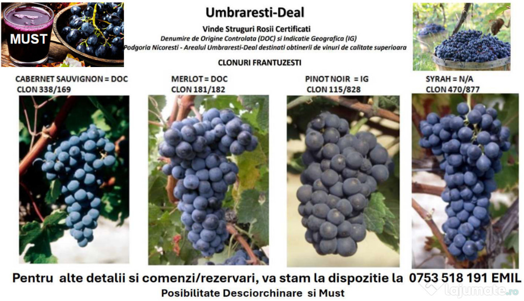 Vindem Struguri Roșii Certificati : Cabernet, Merlot, Pinot si Syrah