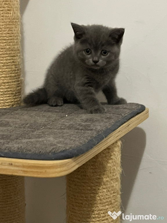 Pui British Shorthair