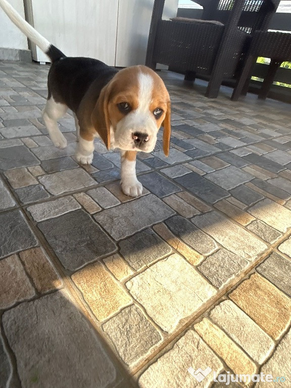 Beagle bicolori și tricolori