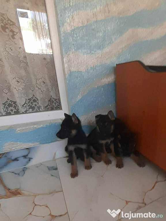 PUI CIOBĂNESC GERMAN