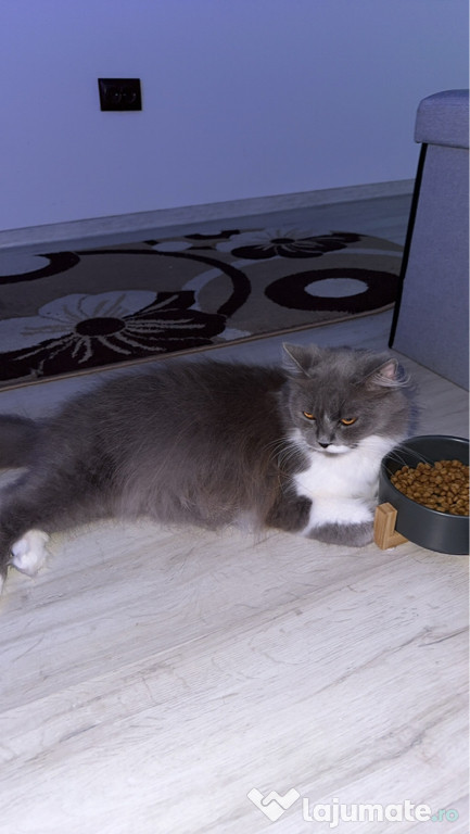 Pisică British Longhair