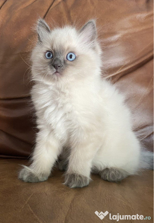 Puiuți Ragdoll drăgălași