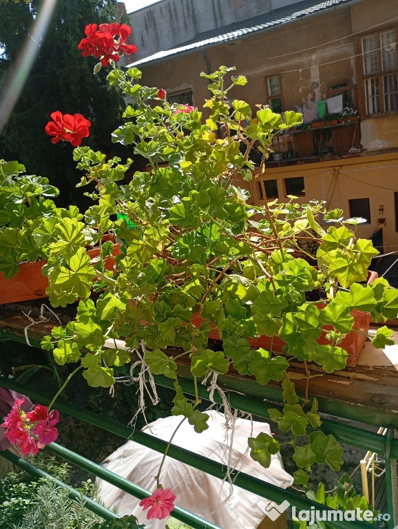 Muscata curgatoare