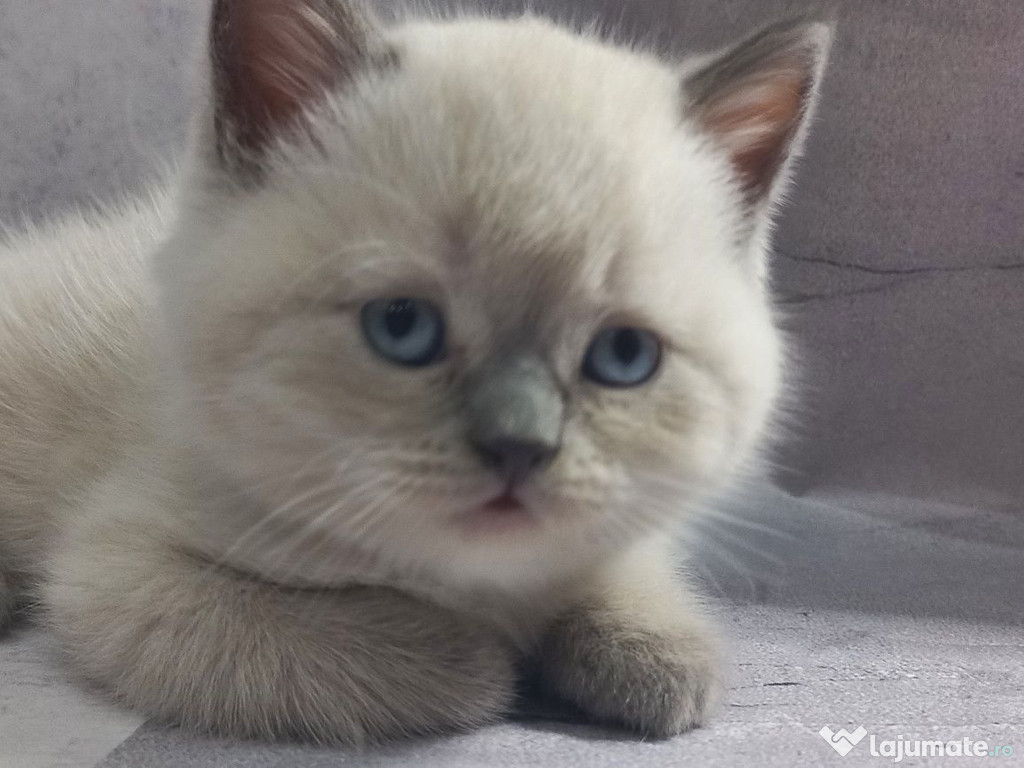 British shorthair puiuți