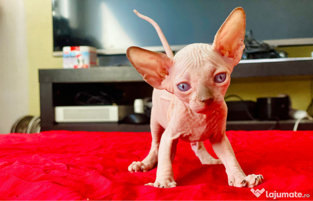 Pisicute Sphynx- fetițe și băieței