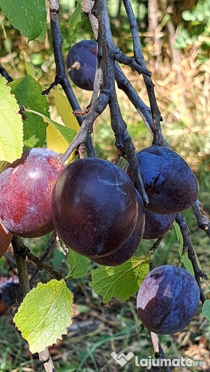 Vând prune(goldane) pentru tuica
