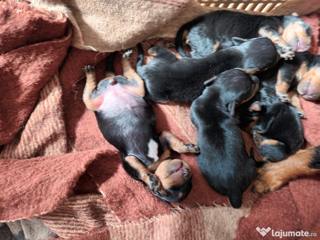 Pui Pinscher pitic