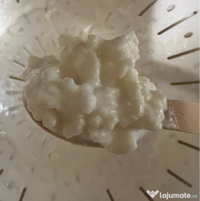 Ciupercă de kefir