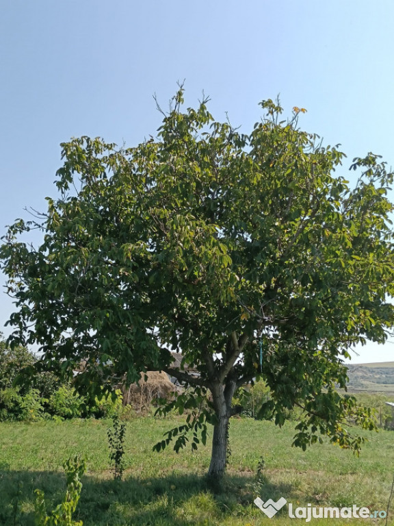 Teren Intravilan Erbiceni 1300mp